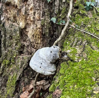 Fomes fomentarius 