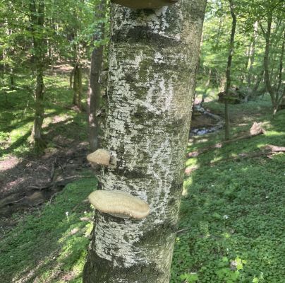 Piptoporus betulinus 