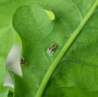 Oak lace bug