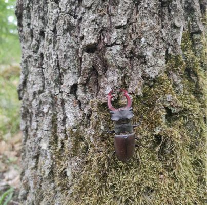 Lucanus cervus 