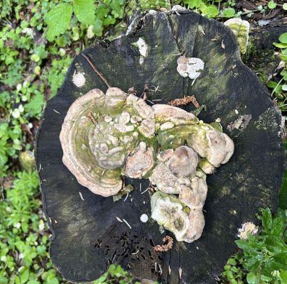 Trametes hirsuta 