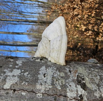 Fomes fomentarius 