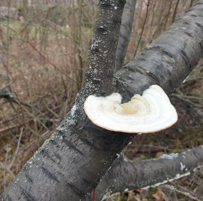 Trametes hirsuta 