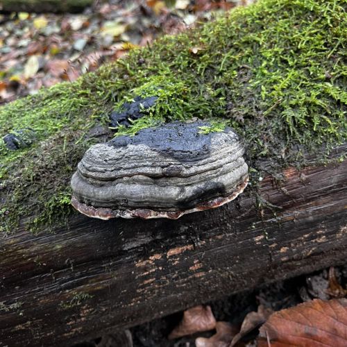 Fomes fomentarius 