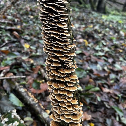 Trametes versicolor