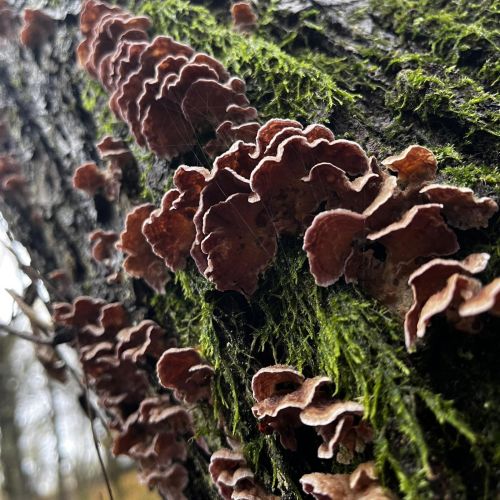 Trametes versicolor