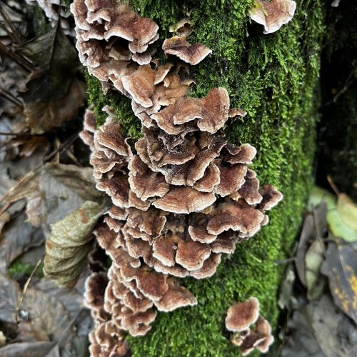 Trametes versicolor