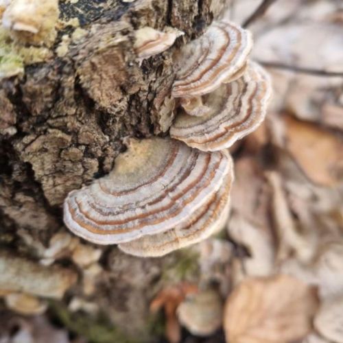 Trametes versicolor