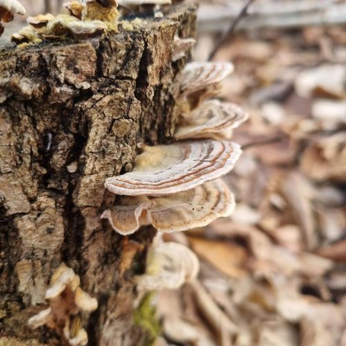 Trametes versicolor