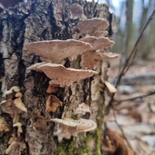 Trametes versicolor