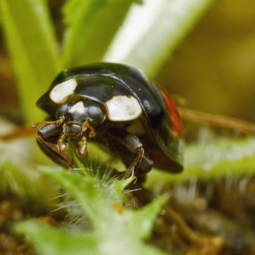 Harmonia axyridis