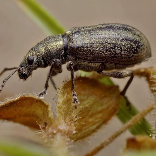 Phyllobius, Polydrusus