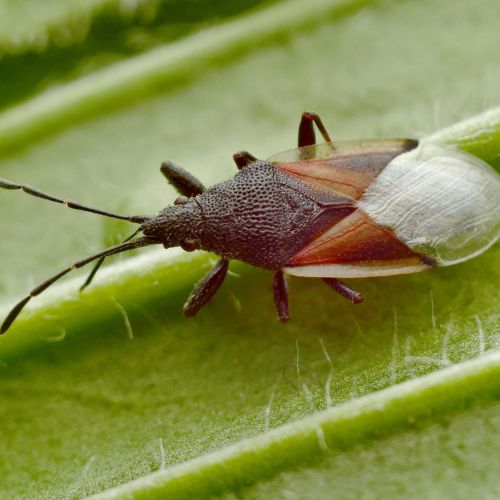 Oxycarenus lavaterae