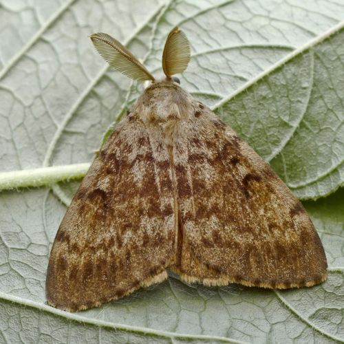 Lymantria dispar