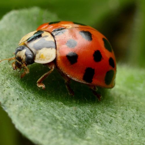 Harmonia axyridis