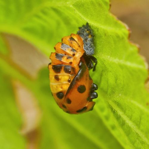 Harmonia axyridis