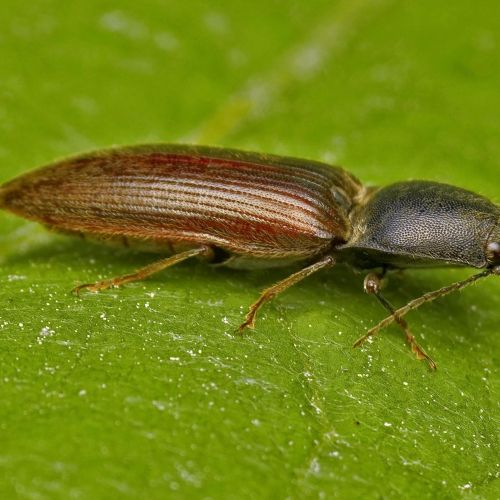 Elateridae