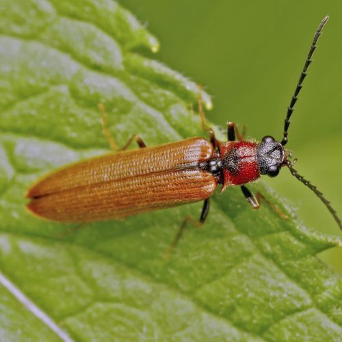 Elateridae