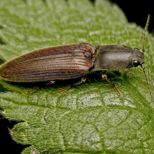 Elateridae