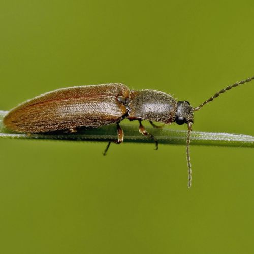 Elateridae