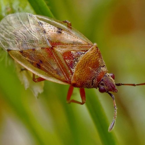 Kleidocerys resedae