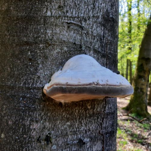 Fomes fomentarius 