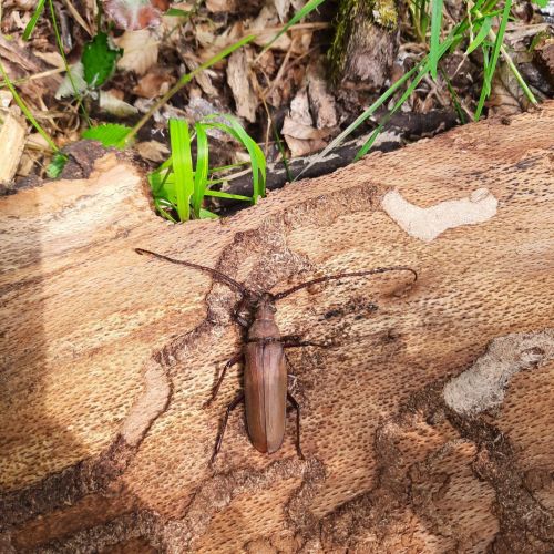 Aegosoma scabricorne 