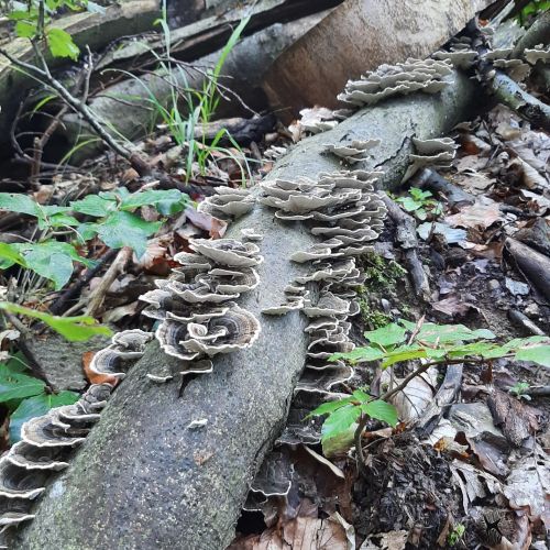 Trametes versicolor