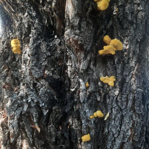 Laetiporus sulphureus 