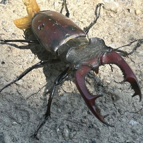 Lucanus cervus 