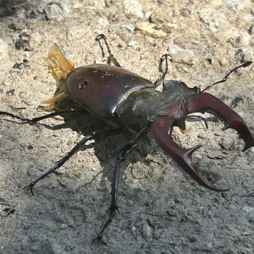 Lucanus cervus 