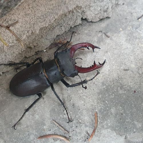 Lucanus cervus 