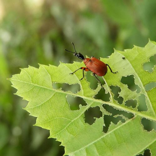 Apoderus coryli