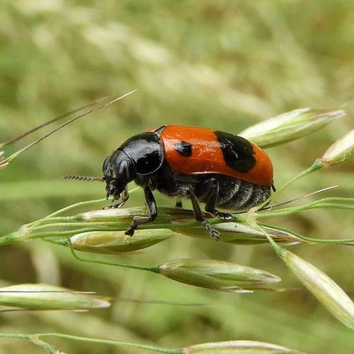 Clytra laeviuscula