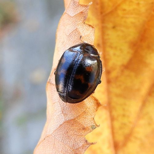 Harmonia axyridis