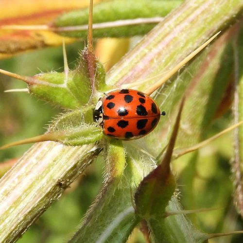 Harmonia axyridis