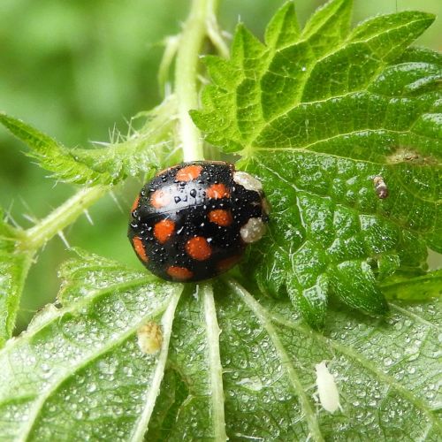 Harmonia axyridis