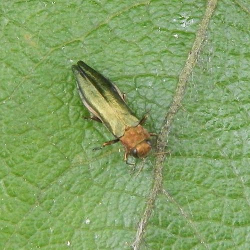 Agrilus viridis