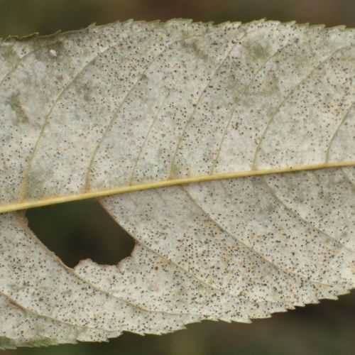 Phyllactinia fraxini 