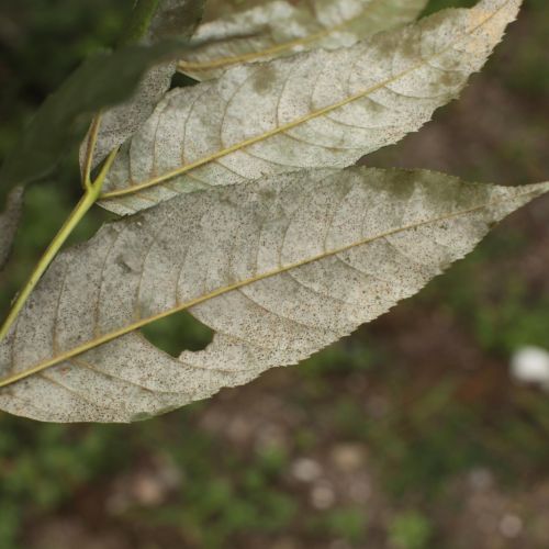 Phyllactinia fraxini 