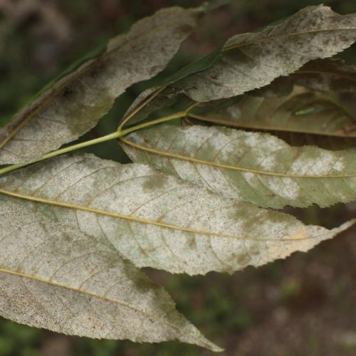 Phyllactinia fraxini 