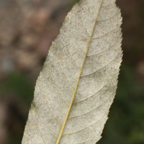 Phyllactinia fraxini 