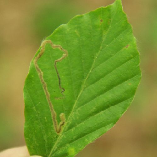 Stigmella hemargyrella