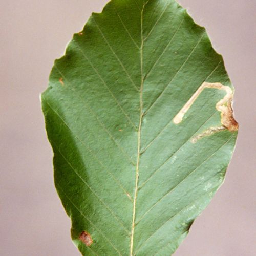 Stigmella hemargyrella