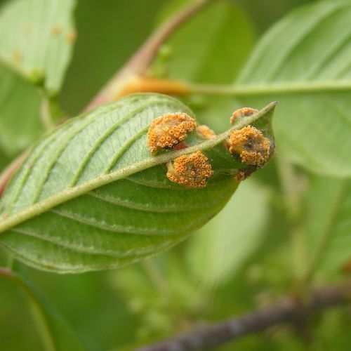 Puccinia coronata 