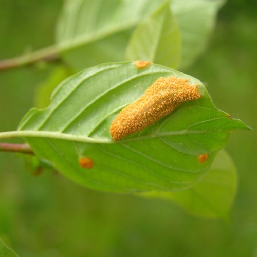 Puccinia coronata 