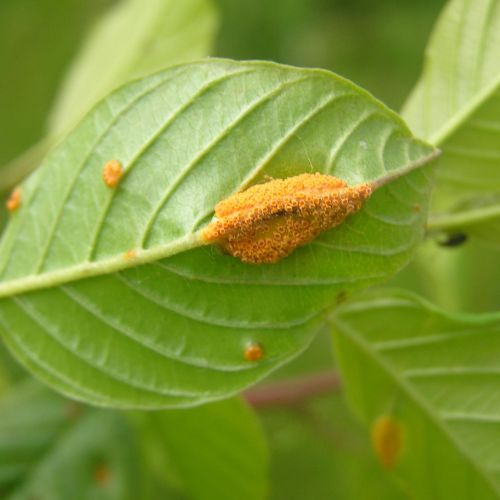 Puccinia coronata 