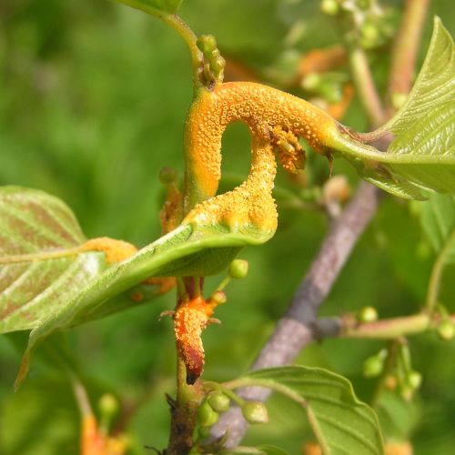 Puccinia coronata 