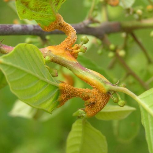 Puccinia coronata 