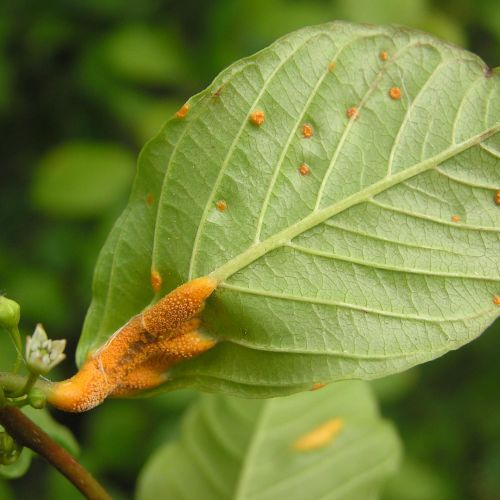 Puccinia coronata 